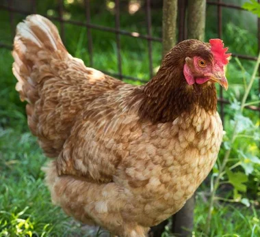 地铁可以带活鸡上车吗(武汉地铁能带活禽吗)1