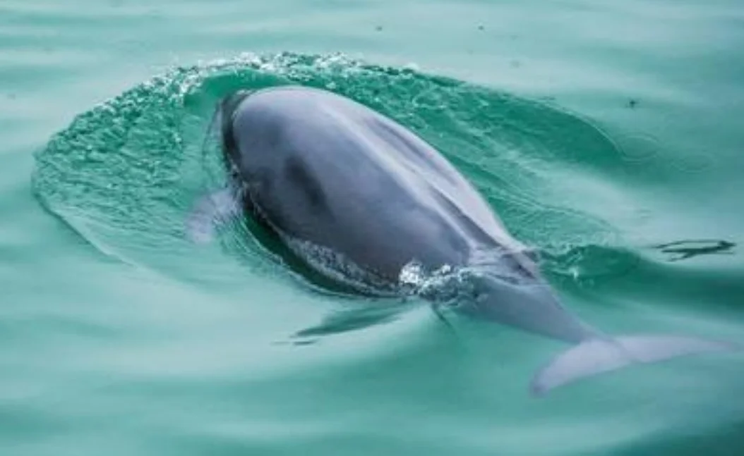 南京段出现5头江豚两头幼崽目前我国的江豚有多少都分布在哪里(南京地铁江豚)4