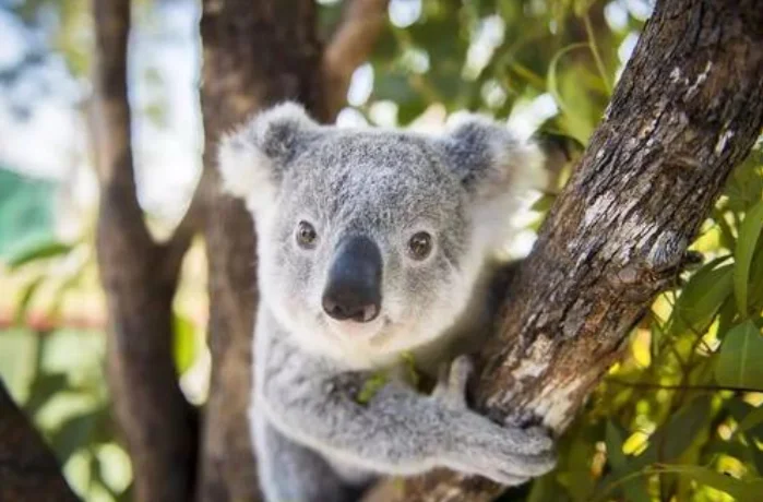 七纵四横的铁路图（考拉过铁路）