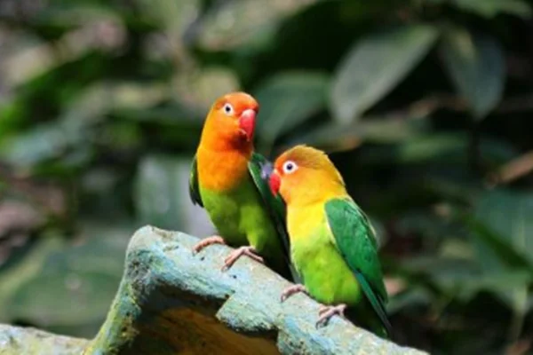 做高铁能带鹦鹉吗关笼子里的（高铁鹦鹉）