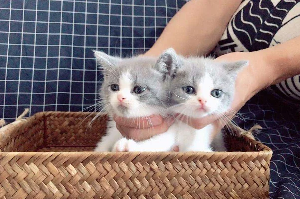 有猫包可以上地铁吗（天津有猫包可以上地铁吗）4