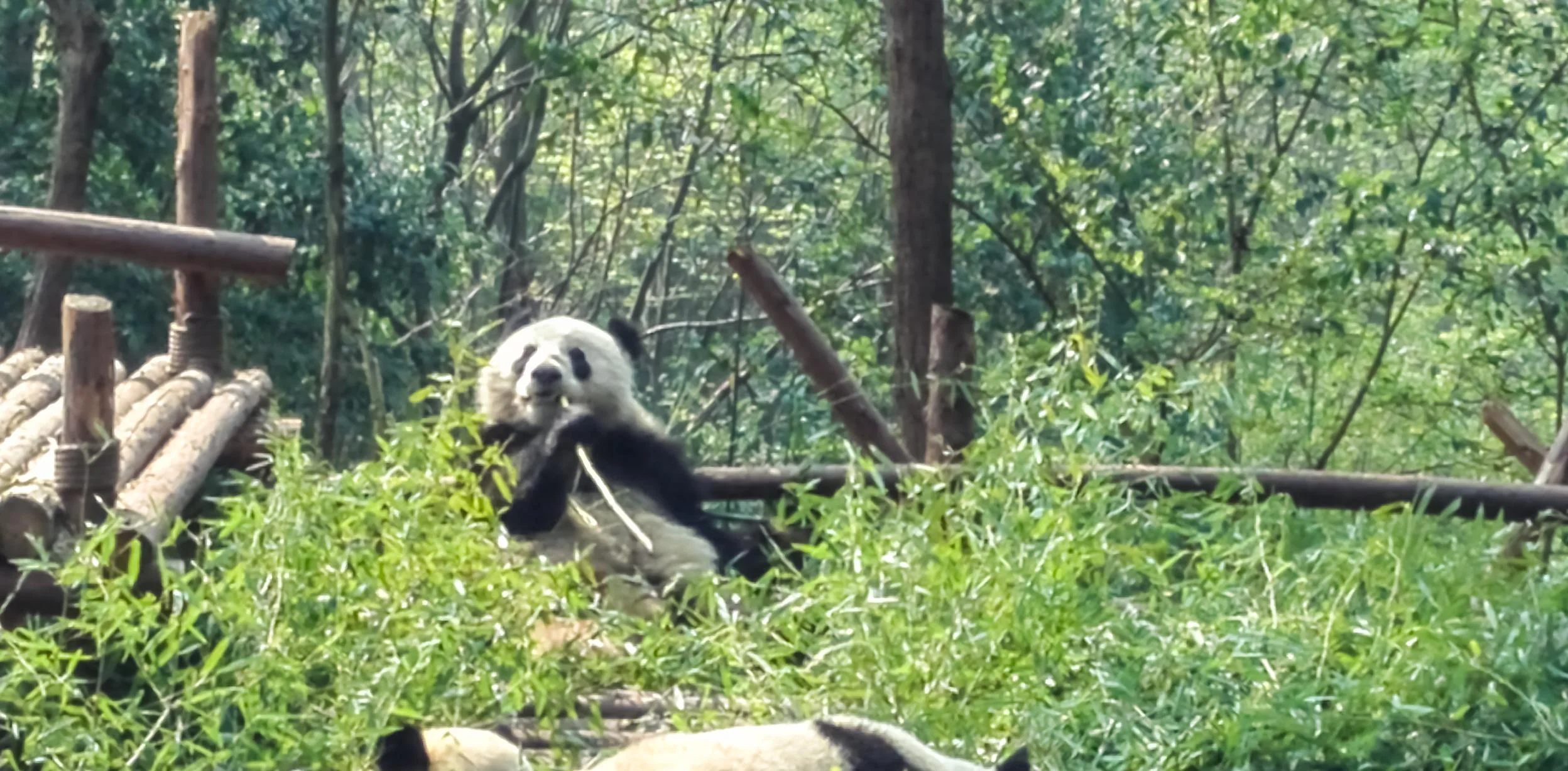 成都地铁3号线到熊猫基地吗步行多远（成都熊猫大道地铁站文化元素）1