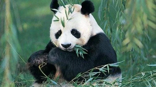 成都太平园地铁站能存行李吗（成都地铁站能寄存行李）