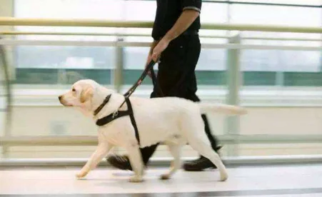 带宠物猫能上火车高铁不(火车高铁能带宠物吗)1