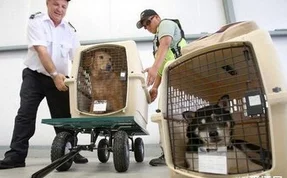 铁路可以托运宠物吗（铁路拍狗）2