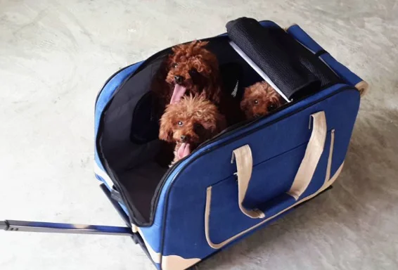 广州乘地铁能带宠物吗（广州地铁能带仓鼠吗）3