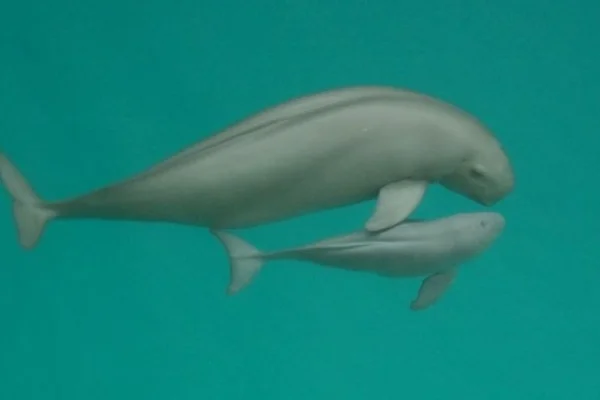 南京段出现5头江豚两头幼崽目前我国的江豚有多少都分布在哪里（南京地铁江豚）