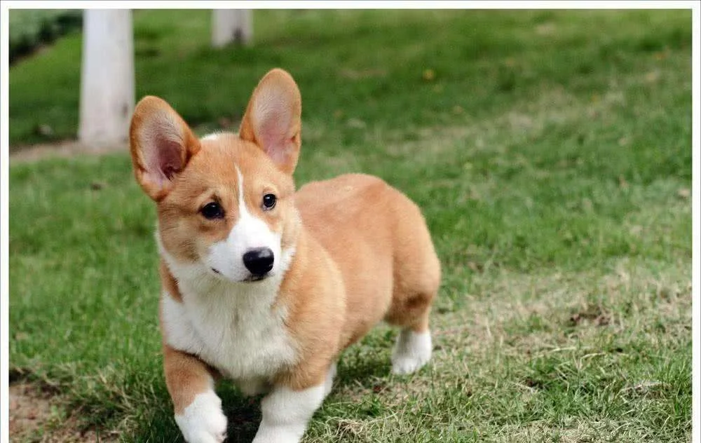 铁路可以托运宠物吗（铁路拍狗）1