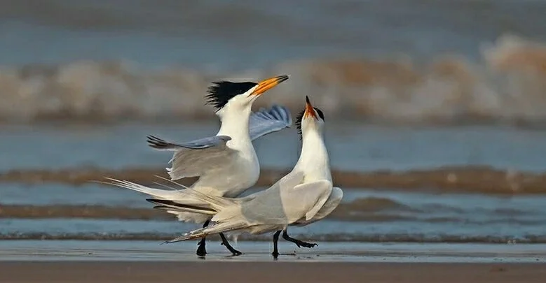 城市轨道交通车辆是由哪几部分组成的（下列不属于城市轨道交通车辆）2