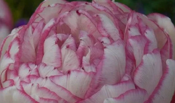 华强南（地铁站）到龙华怎么走（华强南在地铁站）2