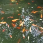 南京大妈为何在地铁怒坐美男大腿上（南京地铁大妈坐小伙腿上）7