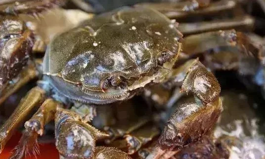 坐地铁能带活的大闸蟹吗（上海地铁能带活大闸蟹吗）