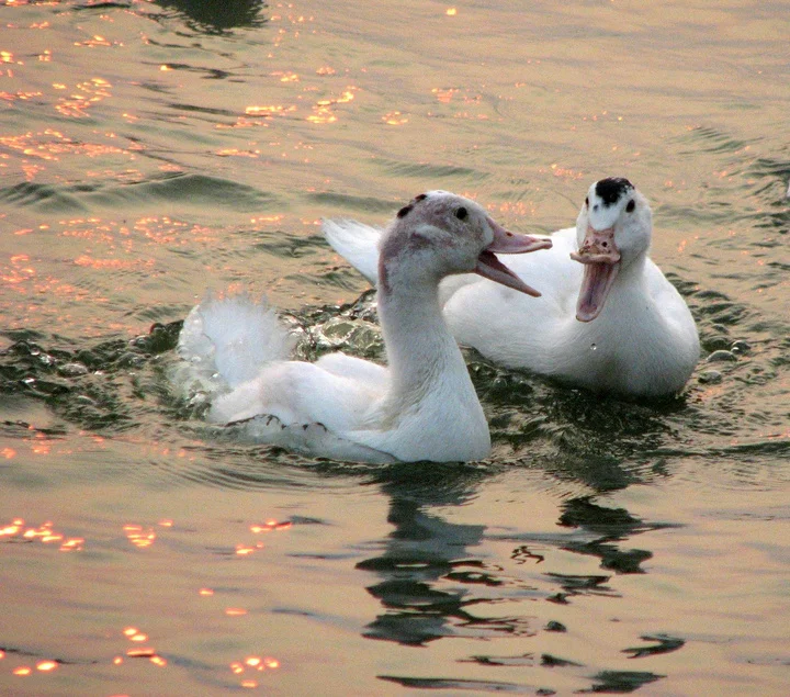 求地铁工地建筑解析广州地铁四号线延长段施工现场图片这是我站在地面拍摄的不明白图中的的露天深沟（广州地铁工地）