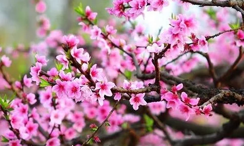 成都地铁二号线途径有哪些旅游景点（成都地铁看花）2