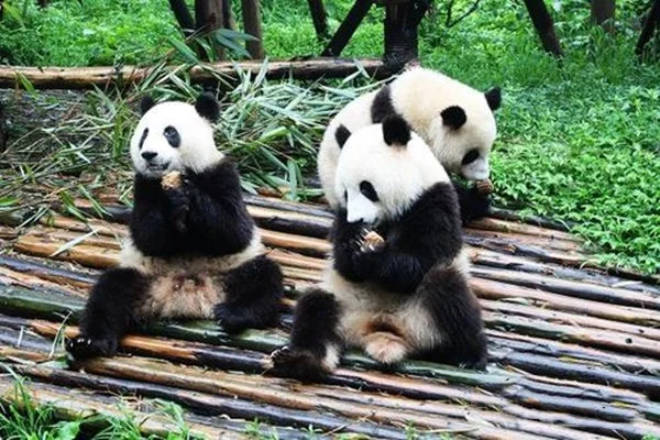 高铁能到的旅游城市有哪些(景点高铁体)4