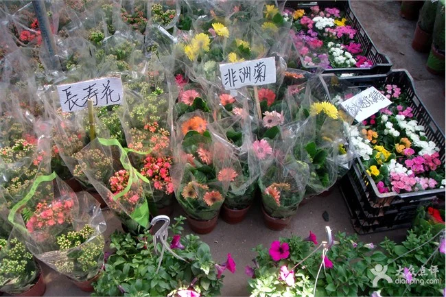 去岭南花卉市场地铁(岭南花卉市场地铁什么出口)1