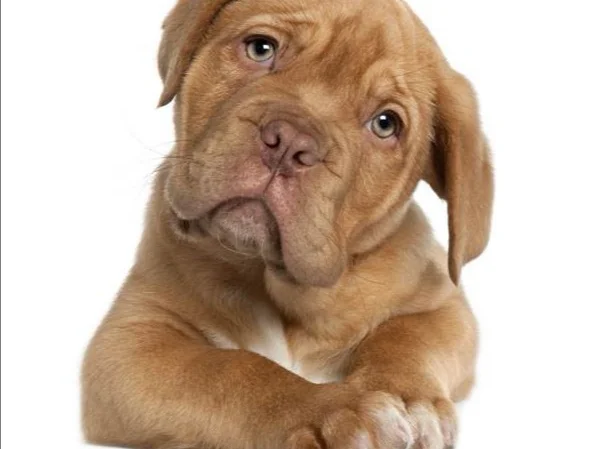 前两天深圳地铁上那个飙脏话的那个外国人相关部门会处罚他吗(深圳地铁辱骂列车员)6