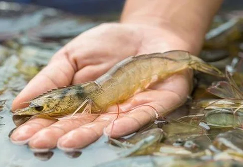 西安乘地铁可以带鱼虾吗（西安活虾可以坐地铁吗）2