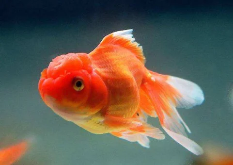 多高的儿童需买杭州地铁票（杭州地铁乘客守则2020）