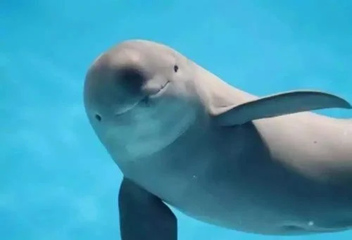 南京段出现5头江豚两头幼崽目前我国的江豚有多少都分布在哪里(南京地铁江豚)6