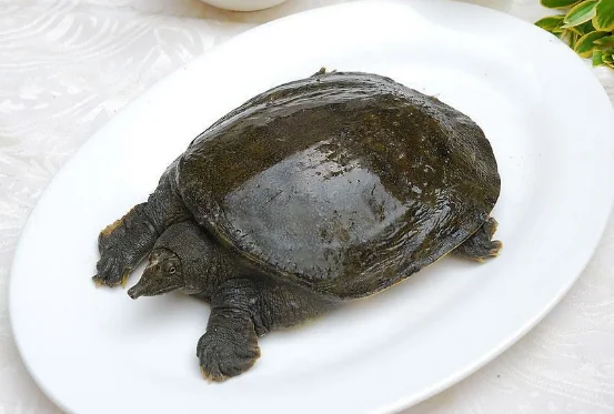 地铁能带海鲜吗（武汉地铁带甲鱼）