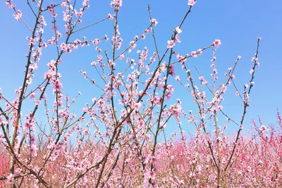 莲花山西北门桃花林 应该坐四号线（龙华线）到哪一站最近哪个出口（西安桃花园地铁4号线）