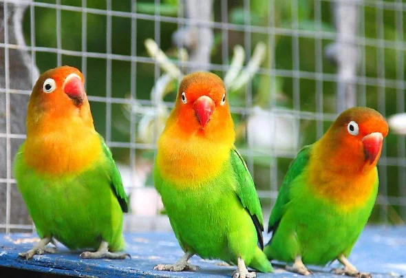 宜宾高铁到泥溪几次停靠（泥溪镇高铁火车站鸟图）1