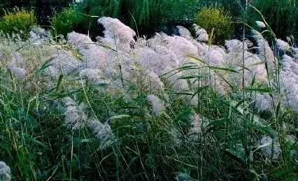 求够关于德国环境方面的资料！～（南京东路怎么坐地铁到芦苇荡）1