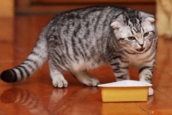 猫咪能带上高铁吗（高铁猫猫）2