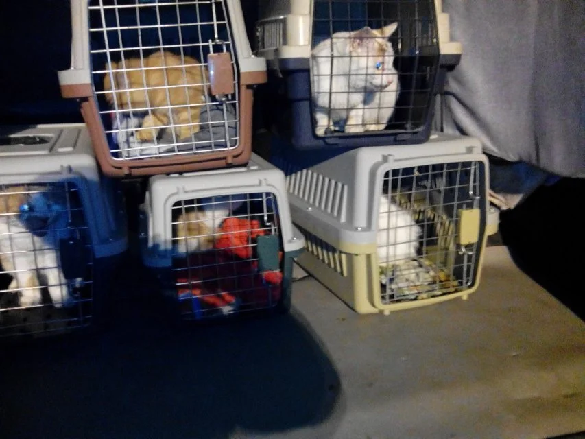 可以带宠物猫上地铁吗(上海地铁小猫可以进吗)3