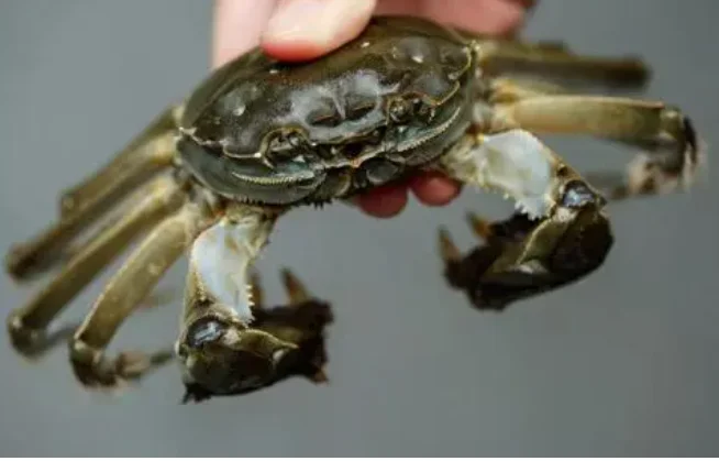 活螃蟹高铁上面可以带吗（高铁能带螃蟹吗）4