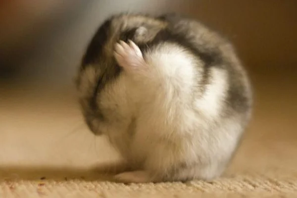 广州乘地铁能带宠物吗（广州地铁能带仓鼠吗）1