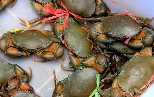 活螃蟹高铁上面可以带吗（高铁能带螃蟹吗）3