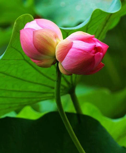 小米手环3nfc版是不是就能刷他坐地铁了（小米手环ncf西安地铁好用吗）