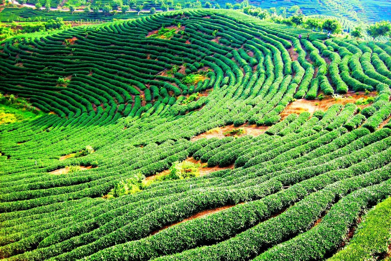 阿里山森林铁路为什么暂停（阿里山小铁路）