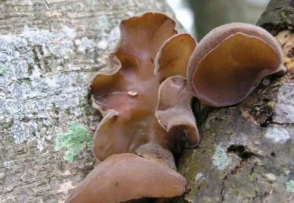 含铁的蔬菜都有什么（含铁量高的蔬菜）3