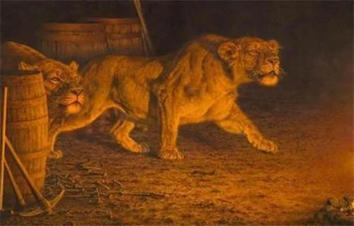 非洲“察沃食人狮”:一年吃掉135人吃人的真相是什么呢(基苏木铁路)2