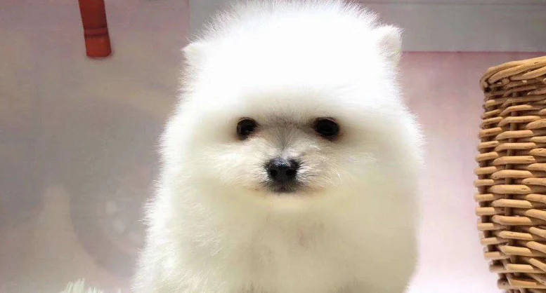 带宠物猫能上火车高铁不(火车高铁能带宠物吗)4