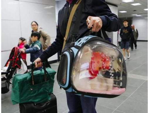 高铁可以托运宠物吗(高铁可以带宠物么)5