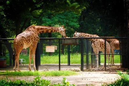 去广州动物园坐地铁几号线（台北动物园地铁站）