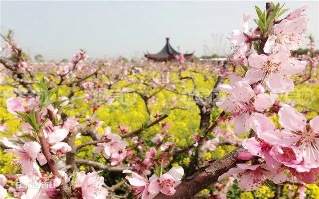 上海地铁16号线沿途有哪些旅游景点(惠南地铁站附近风景区)