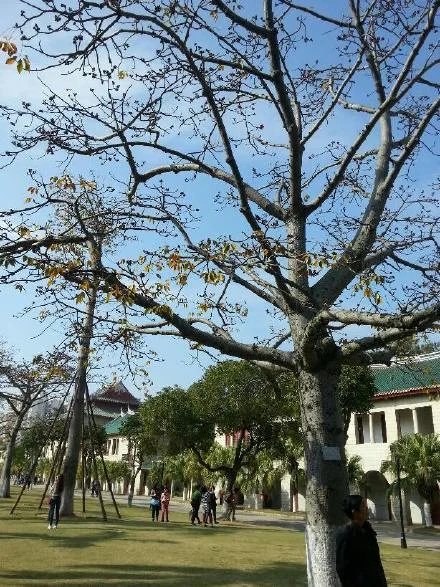 铁路边上经常出现的这种花叫什么名（铁路路花）2