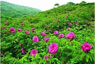 成都是怎样变化的（轨道交通礼赞）