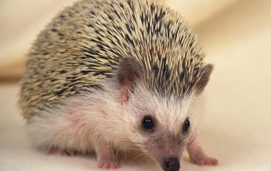 榴莲可以带上火车吗过安检处可以过吗（成都地铁可以带刺猬吗）2