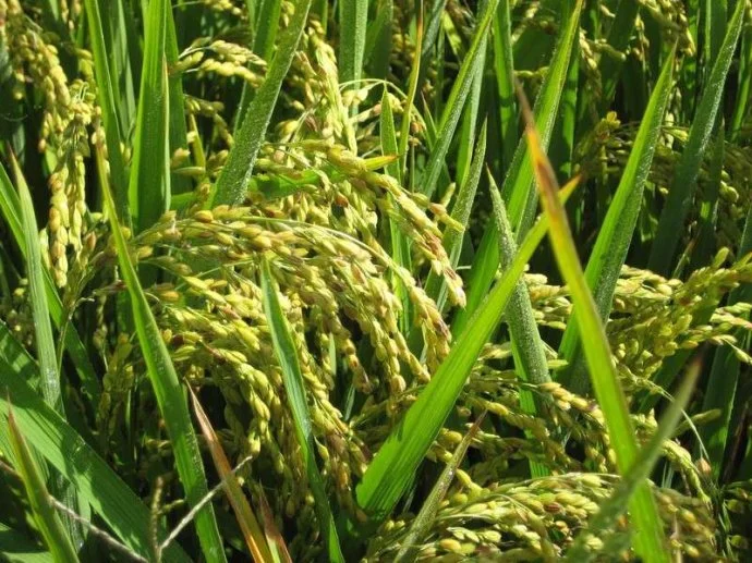 墨西哥高铁项目流产了我国怎么办(泰国高铁换大米)1