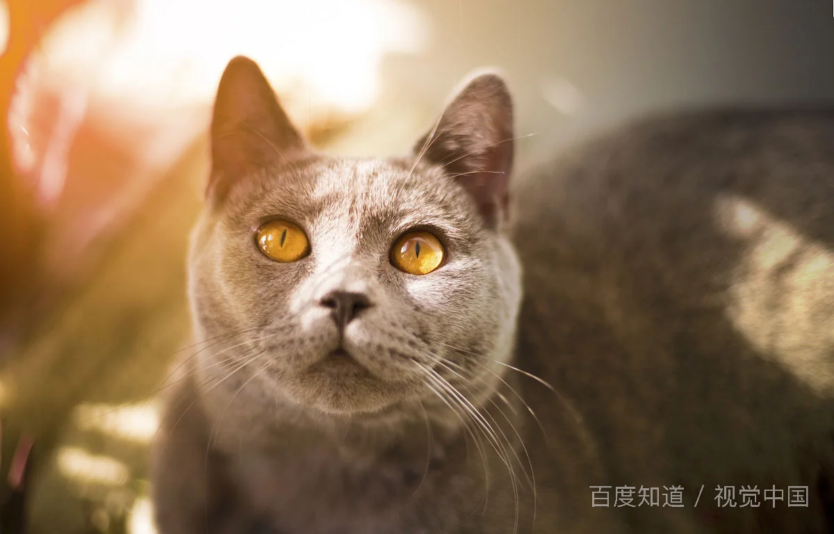 猫咪能带上高铁吗（高铁猫猫）4