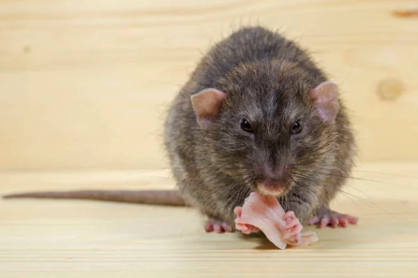 北京地铁里禁止携带的东西都有什么(北京地铁传染病)3