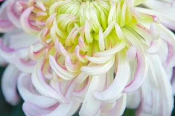 深圳地铁5号线(深圳地铁5号线怡景出口)2