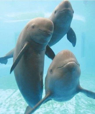 南京段出现5头江豚两头幼崽目前我国的江豚有多少都分布在哪里(南京地铁江豚)8